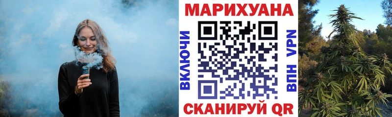 МАРИХУАНА конопля Салаир